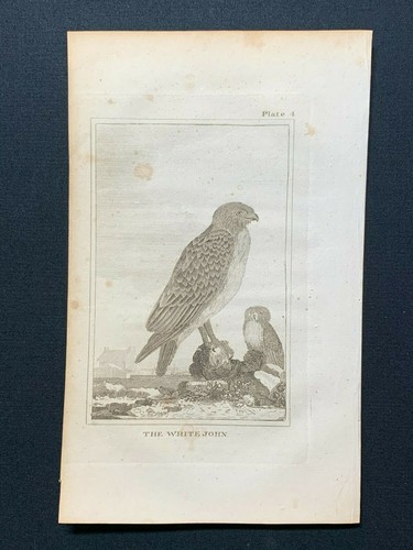 1812 antique bird - 1812,