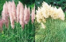 PAMPAS GRASS Collection - WHITE & PINK FEATHER  Cortaderia - Perennial Seeds