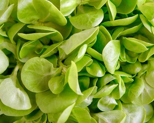 1500x purslane winter - winter, miners