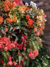 Ten Red Trailing Hardy Begonia