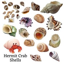 Hermit Crab Shells ~ Mixed, Small, Medium, Large, XL Shells for Hermit Crabs