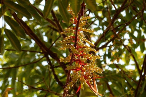 Thin leaved bromeliad from the - from,