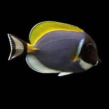 Powder Blue Tang Live