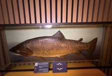 1962 taxidermy brown trout - trout, in