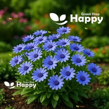 THE BLUES - BLUE DAISY - 110 seeds - Felicia Heterophylla - Dwarf bedding flower