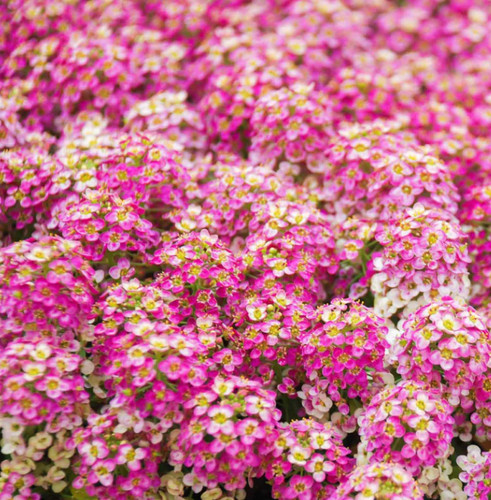 Alyssum rosie day pink - alyssum,