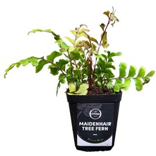 Maidenhair Tree Fern