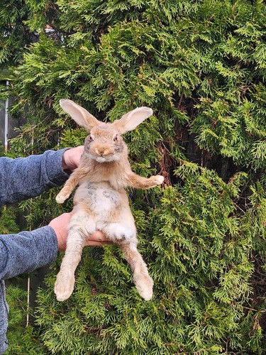 Soft mount brown rabbit - brown,