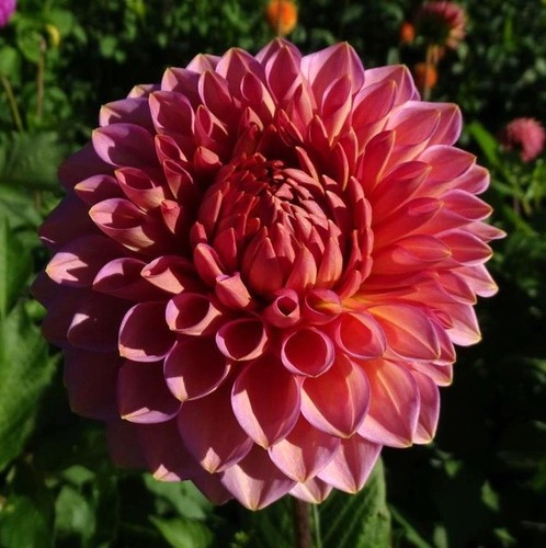 Westerton pearl dahlia plant - pearl,