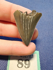 Otodus Angustidens - Fossil