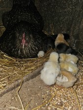 Fertile Chicken Eggs Mixed Breeds Brown Green Olive Eggs ×6