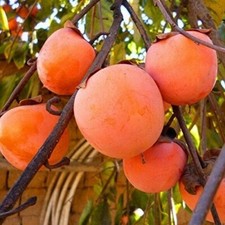 Very Delicious/Georgian Persimmon Tree - 3 Seeds * DIY Own Garden * UK Seller *!