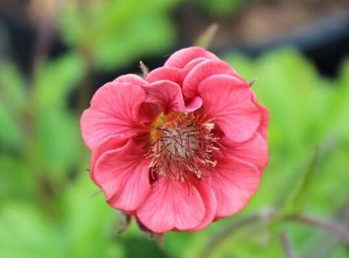Geum rivale leonard s - geum, 'leonard's