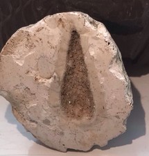 Belemnite Spear Cast. Quartz