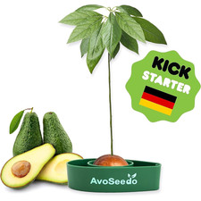 Avocado Growing Plant Pot