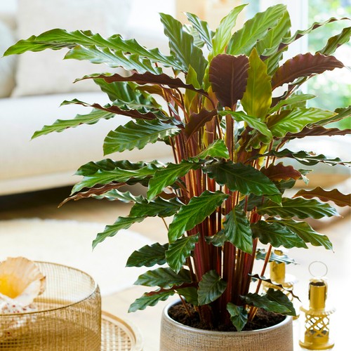 Calathea elgergrass large - calathea,