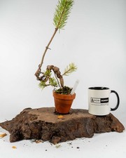 Scots Pine Mame Bonsai Tree | Outdoor Evergreen in Terracotta Bonsai Pot