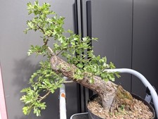 LARGE hawthorn bonsai tree