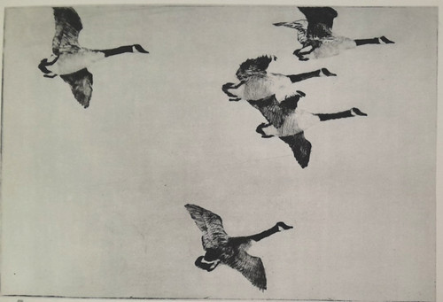 Frank benson canada geese - frank,