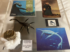 Dinosaur Museum Display Case -