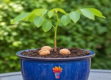 Walnut Saplings for Sale  Tree