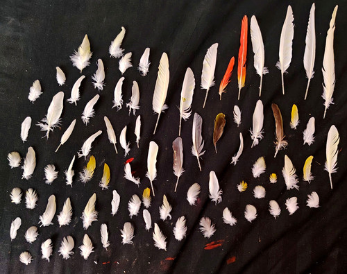 Mixed assorted real bird craft - assorted,