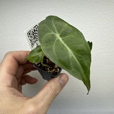 Alocasia Venom - Very rare