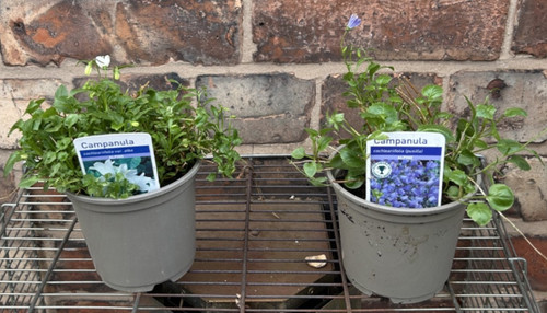 Campanula hardy garden - 2x,