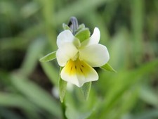 Field Pansy - Viola arvensis -