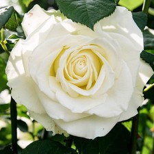 Rose 'White Patio' Established