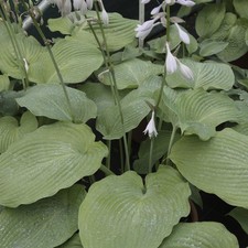 Hosta 'Blue Angel' Plant in a