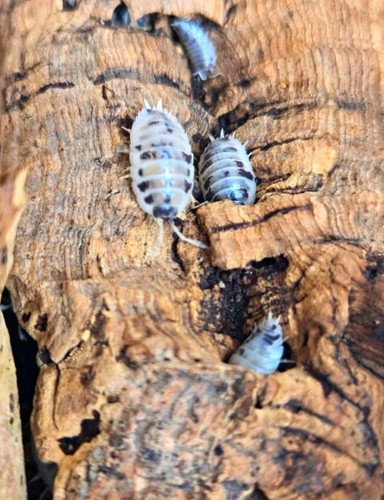 Diary cow isopods - diary,