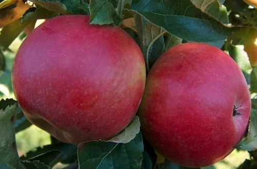 Apple tree novosibirski - novosibirski, sweet