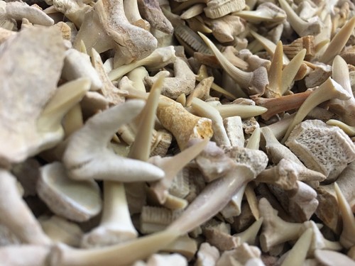 Shark fossil teeth 30g - teeth,