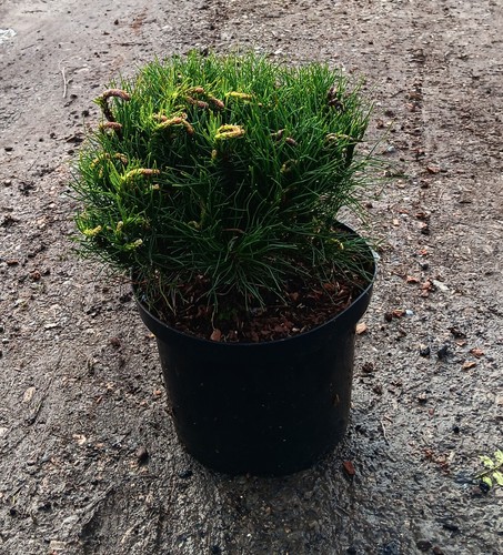 Pinus mugo dwarf - pinus,