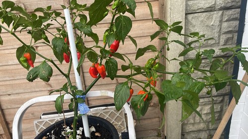 Naga seed dorset - naga, seed/dorset