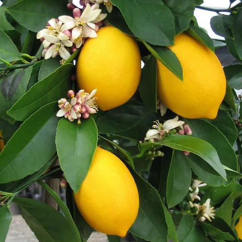 Improved meyer lemon - meyer, bush