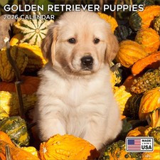 Golden Retriever Pups Calendar