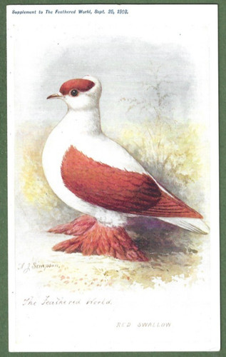 The feathered world - feathered, to