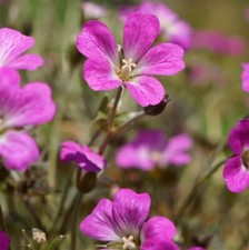 Geranium Orkney Cherry Perennials x 3 Pack - 5cm Plug Plants - FREE Postage