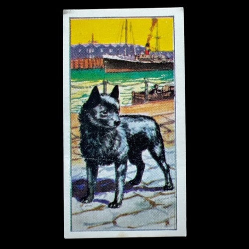 Molassine vims pet dog - co,