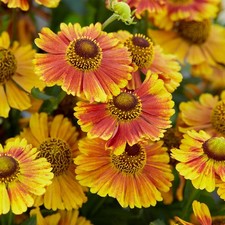 Helenium Peach Sundae Sneezeweed Real Outdoor Perennial Garden Plant in Pot