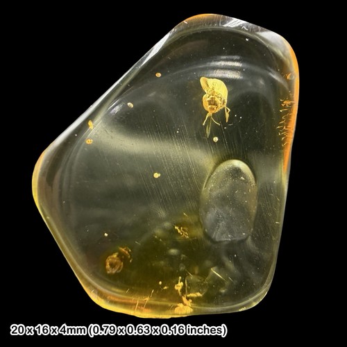 Ant fossil baltic amber - baltic,