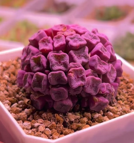 Conophytum cubicum wysiwyg - conophytum, own