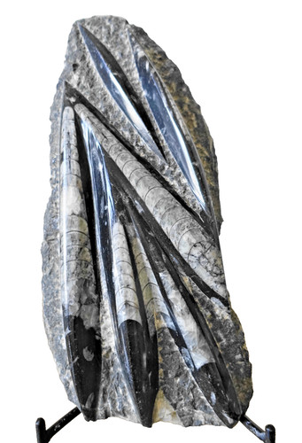 Orthoceras polished fossil - orthoceras,