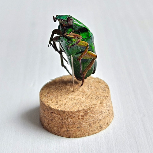 Small pinned green - green, |