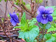 6 × WILD VIOLET – Bare Root