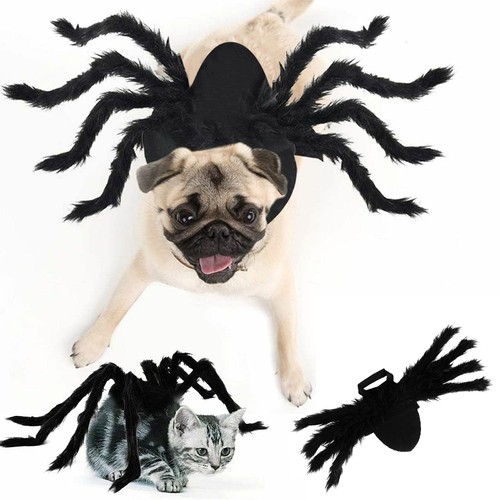 Pet spider costume - costume, cat