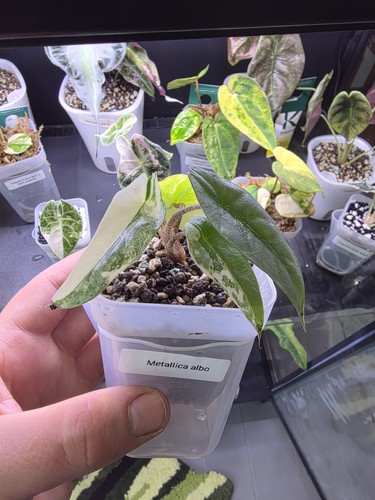 Very rare alocasia - very,
