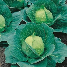 Cabbage ,Golden Acre   X6 Plug
